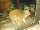 Kočky:  > Americká krátkosrstá kočka (American Shorthair Cat)