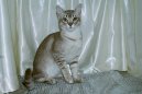 Kočky: Přítulné a přátelské > Asian Tabby (Asian Tabby Cat)
