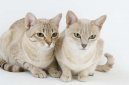 Kočky: Krátkosrsté > Australian Mist (Australian Mist Cat)