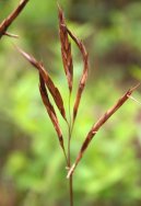 Pokojové rostliny:  > Bambus (Arundinaria)