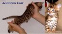 Kočky: Krátkosrsté > Bengálská kočka, leopardí kočka (Bengal Cat)