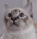 Kočky: Polo-dlouhosrsté > Birmanská kočka, Birma (Burmese Cat)
