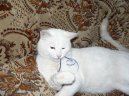 Kočky: Krátkosrsté > Britská krátkosrstá kočka (British Shorthair Cat)