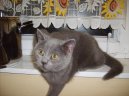 Kočky: Klidné > Britská krátkosrstá kočka (colourpoint) (Kitten in the house)