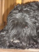:  > ern terir (Black Russian Terrier)