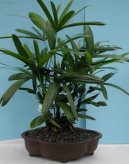 Pokojové rostliny:  > Chamedorea, horska palma (Chamaedorea elegans)