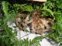 Pokojov rostliny:  > Davallie kanrsk (Davallia Canariensis)
