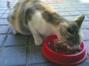 Kočky: Veterinární poradna > Diagnostika gravidity u kočky (Gravidity)