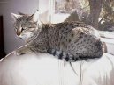 Kočky: Krátkosrsté a somálské > Egyptská mau (Egyptian mau)