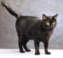 Kočky: Krátkosrsté a somálské > Evropská krátkosrstá kočka (European Shorthair Cat)