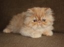 Kočky: Klidné > Exotická dlouhosrstá kočka (Exotic Longhair Cat)