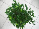 Pokojové rostliny:  > Fikus Bendžamina (Ficus benjamina)