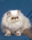 Kočky: Klidné > Himalájsko-perská kočka (Himalaya Đˇat)