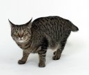 Kočky: Klidné > Japonský bobtail dlouhosrstý (Pixie-Bob)