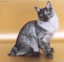 Kočky:  > Kurilský bobtail krátkosrtsý (Kurilean Bobtail Shorthair)