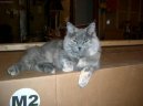Kočky: Polo-dlouhosrsté > Kymerská kočka (Cymric Cat)