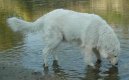 Fotky: Maremmansko-abruzsk pasteveck pes (foto, obrazky)