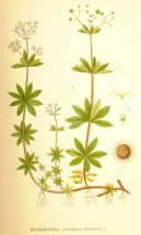 Pokojov rostliny:  > Mta Peprn (Mentha piperita L.)