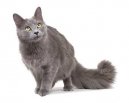 Kočky: Polo-dlouhosrsté > Nebelung (Nebelung Cat)