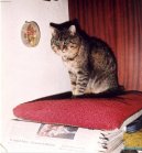 Kočky: Chovatelské rady > Nemoci koček (Diseases)
