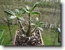 Pachypodium, madagaskarská palma