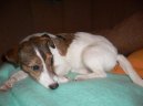 :  > Parson Russel Teriér (Parson Russel Terrier)