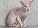 Kočky: Polo-dlouhosrsté > Peterbald (Peterbald (Petersburg Sphynx) Cat)