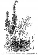 :  > Ploštičník Hroznovitý (Cimicifuga racemosa)