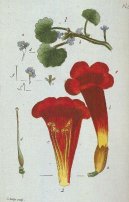 :  > Popenec Břečťanolistý (Glechoma hederacea L)