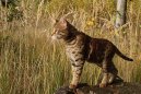 :  > Savanová kočka (Savannah Cat)