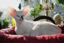 :  > Seychelská kočka (Seychellois Cat)