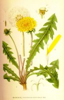 Pokojové rostliny:  > Smetanka Lékařská (Taraxacum officinale)