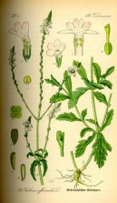 Pokojov rostliny:  > Spor Lkask (Verbena officinalis)