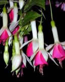 Pokojov rostliny:  > Sprekelia formosissima (Sprecelia formosissima)