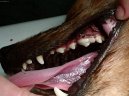 :  > Stomatologie - zubn vpln (Veterinrn zkroky)