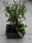 Pokojov rostliny:  > Strom tisce hvzd, serisa (Serissa foetida)