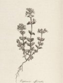 Pokojov rostliny:  > Svtlk Lkask (Euphrasia officinalis)