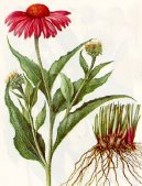 :  > Terovka zkolist (Echinacea angustifolia)