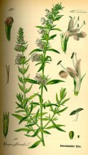 Pokojové rostliny:  > Yzop Lékařský (Hyssopus officinalis)